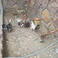 مرغو خروس گلین