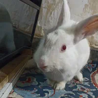 خرگوش بزرگ وکوچیک