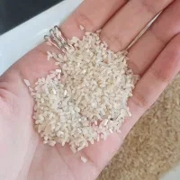 نیم دانه فجرسوزنی