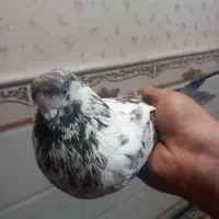 نر.|پرنده|قم, محمد آباد|دیوار