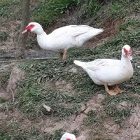 اردک محلی واسراییلی ماده|حیوانات مزرعه|نوشهر, |دیوار