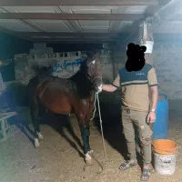 اسب عرب|اسب و تجهیزات اسب‌سواری|امیدیه, |دیوار