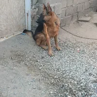سگ ژرمن|سگ|جیرفت, |دیوار