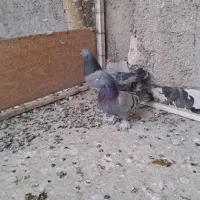 کفتر پر|پرنده|نجف‌آباد, جعفرآباد|دیوار