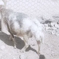 گوسفند زنده فروشی یک رس میش