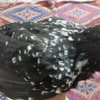 مرغ گلین اصل