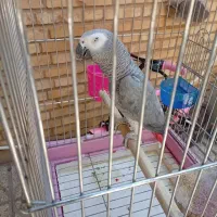 کاسکوجوان|پرنده|شیراز, تندگویان|دیوار