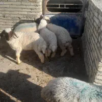 برنر|حیوانات مزرعه|کرخه, |دیوار