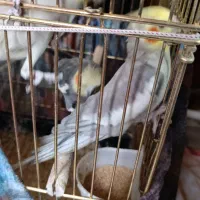 فروشی|پرنده|خسروشاه, |دیوار