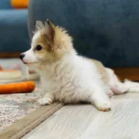 توله‌سگ ، اشپیتز میکس