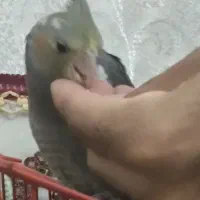 عروس هلندی دستی