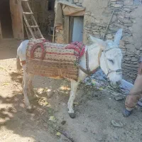 الاغ سرحال فروشی