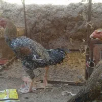 بخاری خروس لاری|بخاری، هیتر، شومینه|تایباد, |دیوار