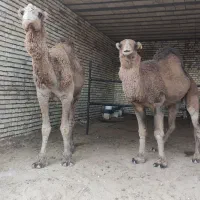 شتر لوکچه تخمی ،حره ،میش وبره