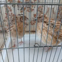 بلدرچین