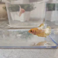 فایتر پلاکت ماده|ماهی|تهران, افسریه شمالی|دیوار