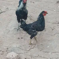 خروس|حیوانات مزرعه|سرپل ذهاب, |دیوار