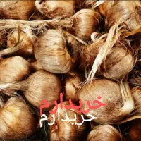 راهنمایی پیاز زعفران میخوام