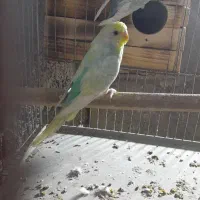 مرغ عشق|پرنده|میناب, |دیوار