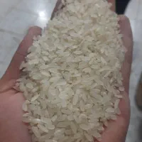 برنج کامفیروزی