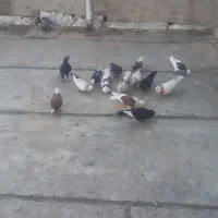 کبوتر