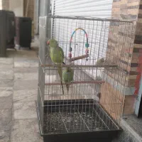 یک جفت طوطی ملنگوومولد