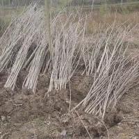 فروش نهال صنوبر سریع رشد پوست دارچینی