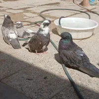 کبوتر نوک قنار نوک ریز|پرنده|احمدآبادمستوفی, |دیوار