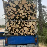 بریدن درخت و خرید چوب|خدمات باغبانی و درختکاری|کازرون, |دیوار