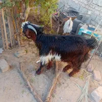 کهر نر|حیوانات مزرعه|زهک, |دیوار