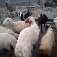 سلام دو راس قوچ نامبروان داشتی و مالچه شک هستن