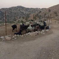 بیست و نه راس بز|حیوانات مزرعه|دهدشت, |دیوار