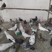 کفتر قم بشرط پرش سنگین بار2شنبه جدا کن فقط100هزار|پرنده|کرج, خرمدشت|دیوار