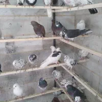 پرنده سرای عمو کاظم|پرنده|چهاردانگه (تهران), |دیوار