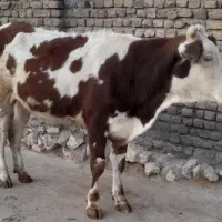 گاو ،گوساله ،تلیسه سیمینتال آبستن سنگین|حیوانات مزرعه|بیلوار, |دیوار