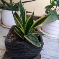 گل های زیبا|گل و گیاه طبیعی|فردیس, خیام شرقی|دیوار