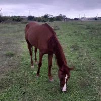 مادیان نژاد عرب