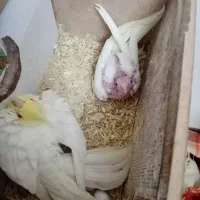 عروس هلندی با قفس|پرنده|سهند, |دیوار