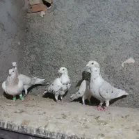 کفتر ورزیده و پرشی وسارسرونج وسبزواصلی