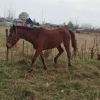 اسب مادیان با کره مادیان