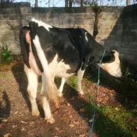 گاو لیشه سیمینتال یک ماه تا زایمان (تلیسه)