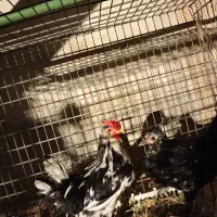 مرغ گلین اصل واکسن خورده