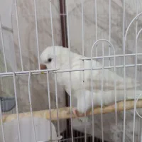 پرنده راهب سفید
