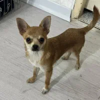 سگ شیواوا|سگ|ری, دولتآباد|دیوار