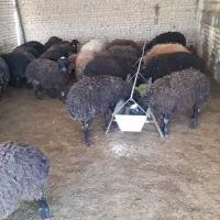 بره نر و ماده سبک پروار