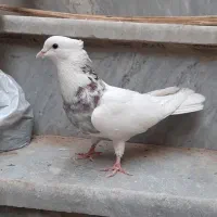 کبوتر رنگی درجه یک|پرنده|خرمشهر, |دیوار