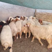 گوسفند عراقی