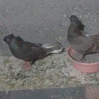 کبوتر رنگی|پرنده|کلاله, |دیوار