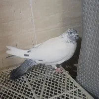 کفتر نر دو رگ پاکستانی|پرنده|قم, پردیسان|دیوار
