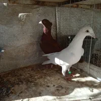 .سفید ماده تیزه کنار|پرنده|طرقبه, |دیوار